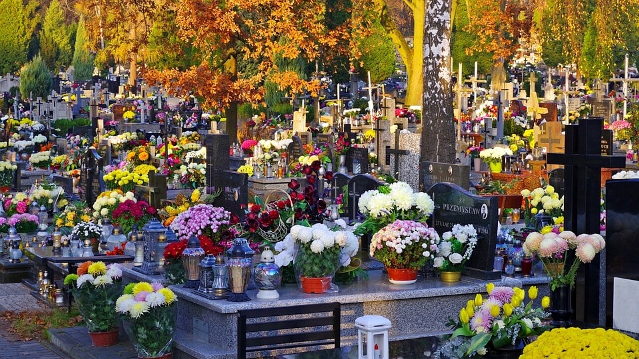 I fiori e gli alberi dei cimiteri di San Giorgio delle Pertiche sono in buone mani: le nostre! I fiori e gli alberi dei cimiteri di San Giorgio delle Pertiche sono in buone mani: le nostre!